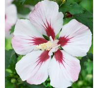 You Garden Hibiscus Syriacus 'hamabo' In A 3L Pot