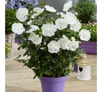 You Garden Hibiscus Syriacus White Chiffon 3L Shrub Plant