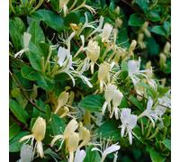 You Garden Honeysuckle Halliana 2L 90Cm Cane
