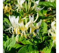 You Garden Honeysuckle Lonicera Honey Baby In 2L Pot