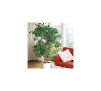 You Garden House Plant Weeping Fig Ficus benjamanica Exotica 21cm Pot 90cm Tall Large Bush Indoor Plant