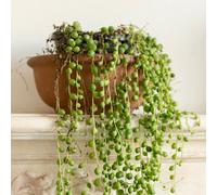 You Garden House Plants String Of Beads, Senecio Herreanus, Set Of Three, Tropical Trailing Indoor Plants In 6Cm Pots, For Home, Office Or Li