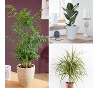 YouGarden Mix Houseplants 3 Pack - Size: 42 x 32 x 18cm - Multi - Wilko