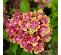 You Garden Hydrangea Glam Rock (Schloss Wackerbath) In A 9Cm Pot