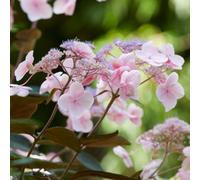 You Garden Hydrangea Hot Chocolate, Established Plant In 19Cm Pot