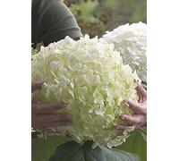 You Garden Hydrangea 'Incrediball' Lime