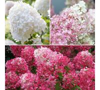You Garden Hydrangea Paniculata Collection 3 X 9Cm
