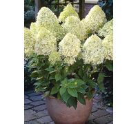 You Garden Hydrangea Paniculata 'Limelight' 3 x 9cm Pots Green