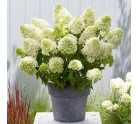 You Garden Hydrangea Paniculata Skyfall In A 3L Pot