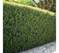 You Garden Ilex Crenata 'green Hedge' In 9Cm Pot Hedging Plant For Gardens