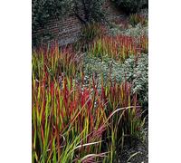 You Garden Imperata Cylindrica Red Baron 2L Potted Plant Red