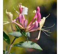 You Garden Japanese Honeysuckle Lonicera Belgica 90Cm Cane 2L Pot