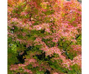 You Garden Japanese Maple Acer Palmatum 'orange Dream' In A 3L Pot - Outdoor Garden Ready Trees For Oriental Style Gardens - Oriental Maple T