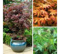 You Garden Japanese Maple Acer Trees Shrubs, Pack Of 3 Established Plant Varieties In 10.5Cm Pots, Autumn Colour, Deciduous Plants