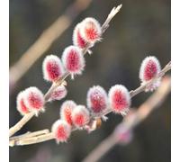 You Garden Japanese Pink Willow, Salix Gracilistyla 'mount Aso' In A 3L Pot