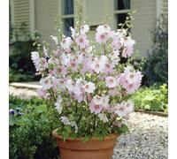 You Garden Lavatera Mallow 'Barnsley Baby' in 9cm pots x3