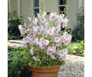 You Garden Lavatera Mallow 'Barnsley Baby' in 9cm pots x3