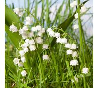 You Garden - Lily Of The Valley, Convallaria Majalis 9Cm X2