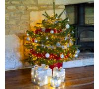 You Garden Living Pot-Grown Nordmann Fir Christams Tree 100-120Cm Tall