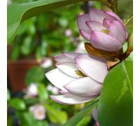 You Garden Magnolia Fairy Blush In A 3L Pot
