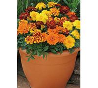 You Garden Marigold Durango Mix 20 Garden Ready Plants Natural