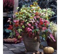 You Garden Nandina Domestica (Heavenly Bamboo Plant) In A 2L Pot