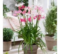 You Garden Nerine Hybridisers Mix X 10 Bulbs