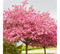 You Garden Ornamental Chinese Redbud Cercis Chinensis 'avondale' Tree In A 9Cm Pot