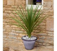 YouGarden Cordyline australis & Wicker planter x 2 2 x Potted Brown