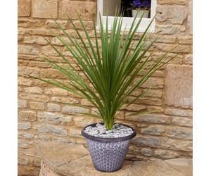 You Garden Pair Of Cordylines With Decorative 'wicker' Planters