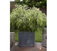 You Garden Pair Of 'Fountain Bamboos' 60 cm Tall Green