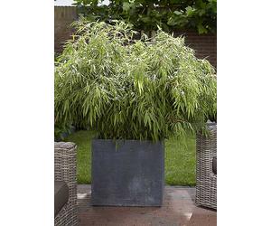 You Garden Pair Of 'Fountain Bamboos' 60 cm Tall Green
