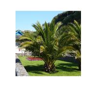 You Garden Pair Of Phoenix Canariensis 60-80Cm Tall One Colour