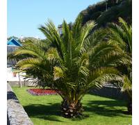 You Garden - Pair Of Phoenix Palm Trees 60-80Cm Plus 2 X 11' Infinity Planters - 2 Garden Ready Mediterranean Plants - Indoor & Ou