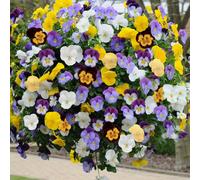 You Garden Pair Pansy 'cool Wave' 28Cm (11In) Hanging Baskets