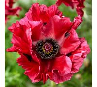 You Garden - Papaver 'red Rumble' Oriental Poppy Three Established Plants In 9Cm Pots