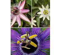 You Garden Passiflora Collection - 3 x 9 cm Pots Violet