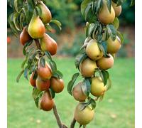 You Garden Pear Patio Duo Fruit Tree Conference Pears And Concorde Pears On One Bare Root Tree Duo Pear Tree For Gardens And Patios
