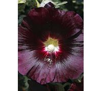 You Garden Perennial Hollyhock Alcea Nigra 'Black' in a 9 cm Pot Black