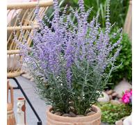 You Garden Perovskia Prime Time Russian Sage Established Plant In 9Cm Pot