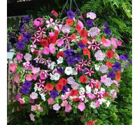 YouGarden - Petunia Easy Wave Ultimate Mix 12 Plug Plants - Ready to Grow On Before Planting Out in Borders, Containers and Pots