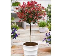 You Garden Photinia Red Robin Standard Tree Red