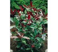 You Garden Photinia x Fraseri - Red Robin Red