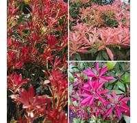 You Garden - Pieris Collection 3 X 9Cm