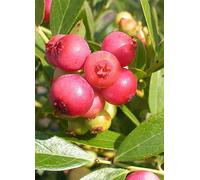 You Garden Pink Blueberry 'Pink Lemonade' Fuchsia