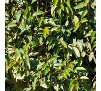 You Garden Portuguese Laurel Standard Tree Established Plant In 19Cm Pot
