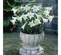 You Garden Pot Longiflorum Lily 'white Heaven' - 10 Bulbs Size 10/12