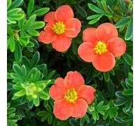 You Garden Potentilla Fruticosa Red Robin Established Plant In A 9Cm Pot