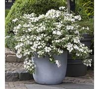 You Garden Potted Hydrangea Runaway Bride White