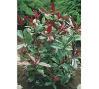 You Garden Potted Photinia 'Red Robin' Hedging Pack Red